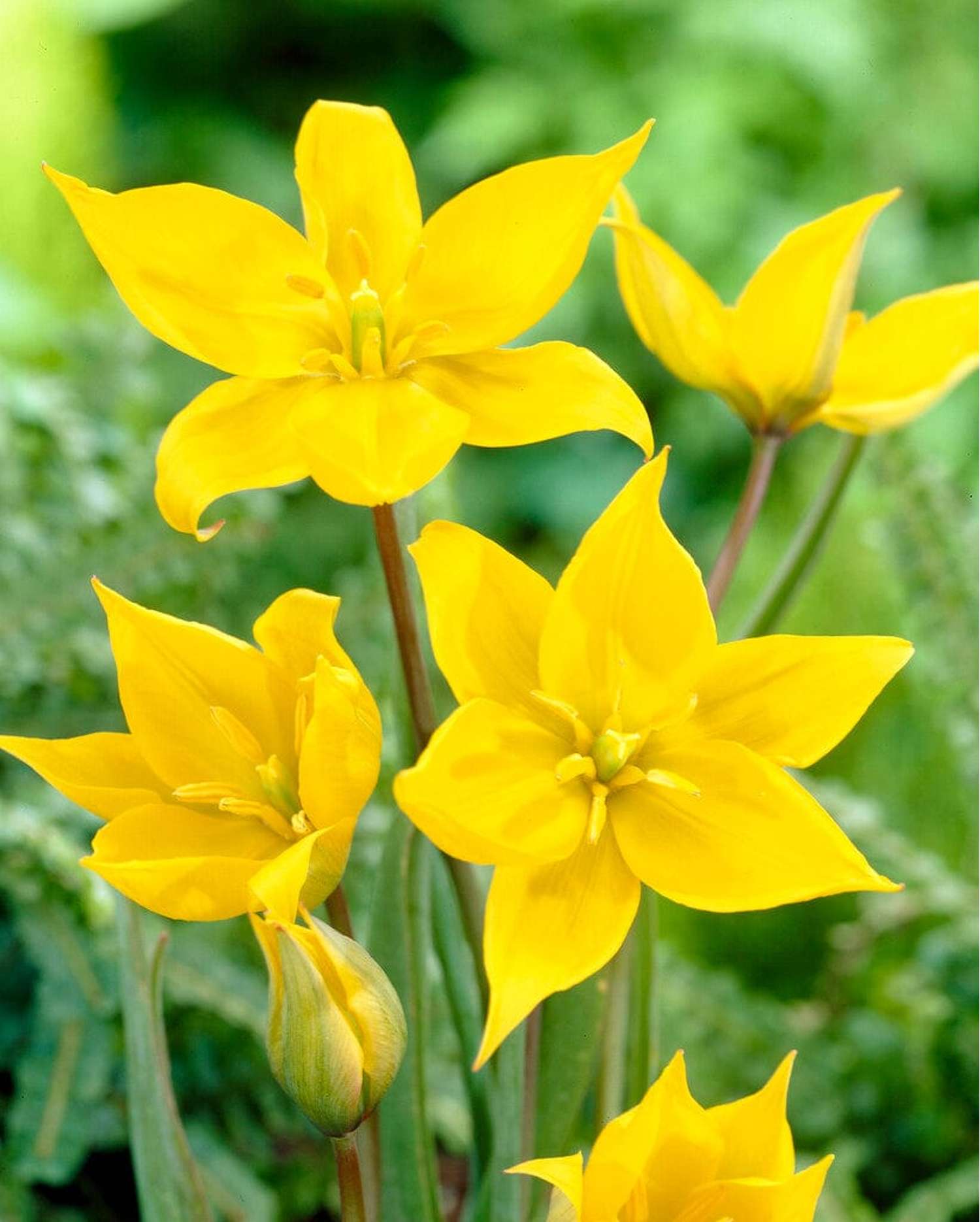 Tulipe botanique 'Sylvestris'